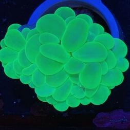 Green Bubble Coral Wysiwyg Live Coral